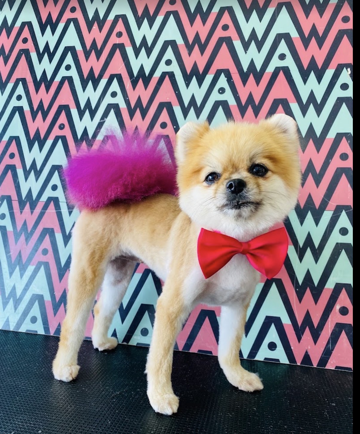 Pomeranian con moño rojo y cola morada, resultado de estética en WAWAO